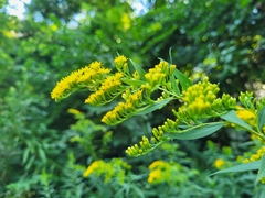 Solidago gigantea