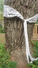 Microcalicium disseminatum
