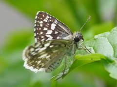 Burnsius communis