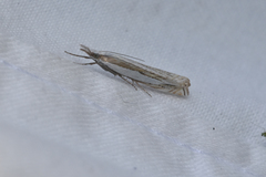 Crambus
