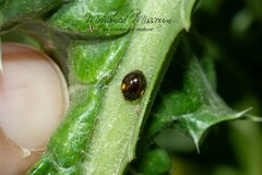 Adalia decempunctata