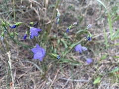 Campanula rotundifolia