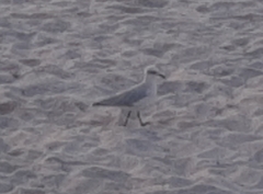 Ichthyaetus melanocephalus