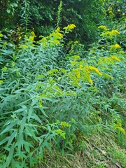 Solidago gigantea