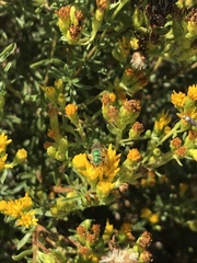 Agapostemon