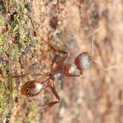 Aphaenogaster fulva
