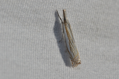 Crambus