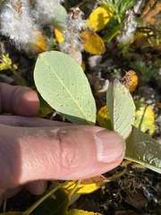Salix arctica
