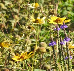 Heliopsis helianthoides
