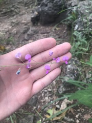 Desmodium glabellum
