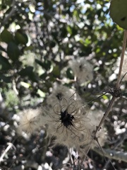 Clematis pauciflora
