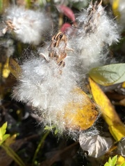 Salix arctica