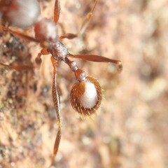 Aphaenogaster fulva