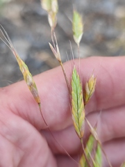 Bromus japonicus