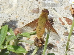 Chrysanthrax edititius