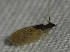 Sympherobius barberi