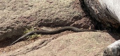 Vipera berus