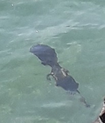 Microcarbo pygmaeus