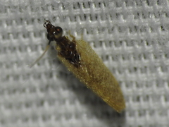 Sympherobius barberi