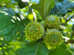 Quercus macrocarpa