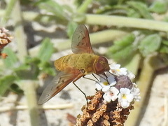 Chrysanthrax edititius