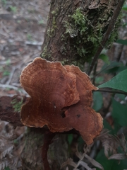 Coltricia cinnamomea