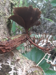 Coltricia cinnamomea