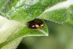 Adalia decempunctata