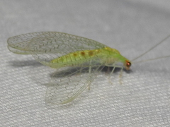 Chrysopa quadripunctata