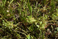 Lysimachia minima