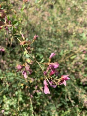 Lespedeza bicolor