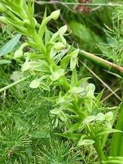 Orquidea de los pantanos