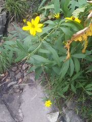 Coreopsis major