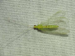 Chrysopa quadripunctata