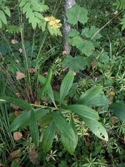 Lilium martagon