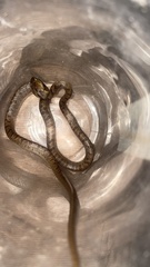 Leptodeira polysticta