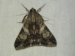 Melipotis jucunda