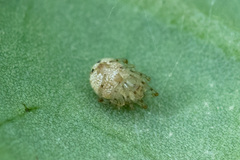Theridion