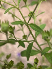 Trichostema dichotomum