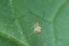 Theridion