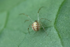 Theridion