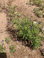 Trichostema dichotomum