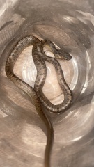 Leptodeira polysticta