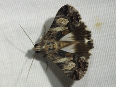 Melipotis jucunda