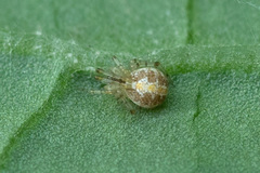 Theridion