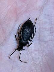Carabus