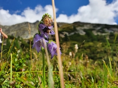Campanula barbata