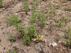 Trichostema dichotomum