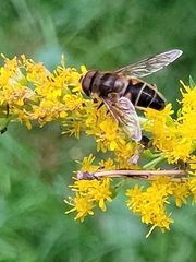 Eristalis pertinax