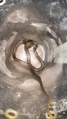 Leptodeira polysticta